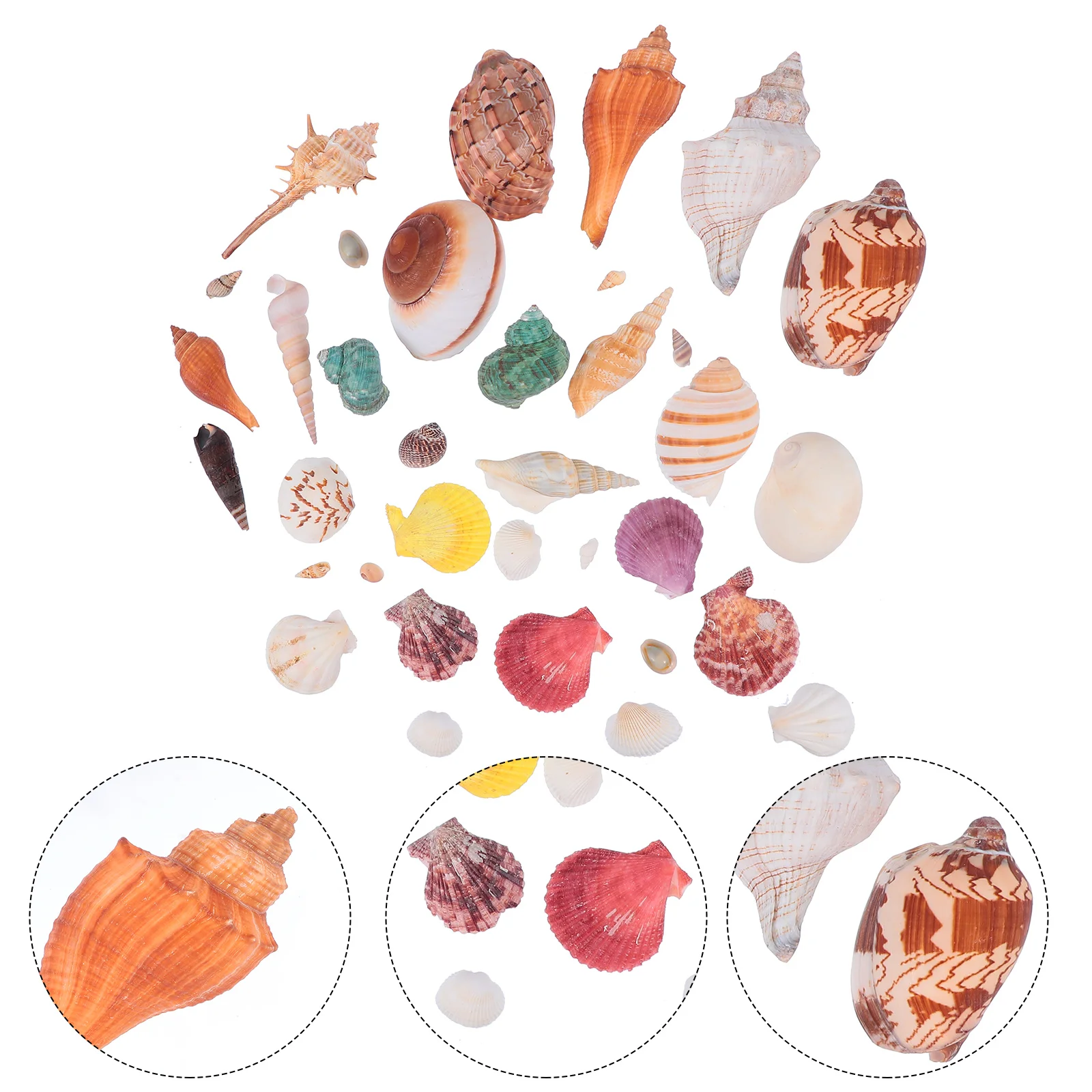 1 Set Fish Tank Sea Snails Ocean Aquarium Decorative Sea Shells Beach Conch