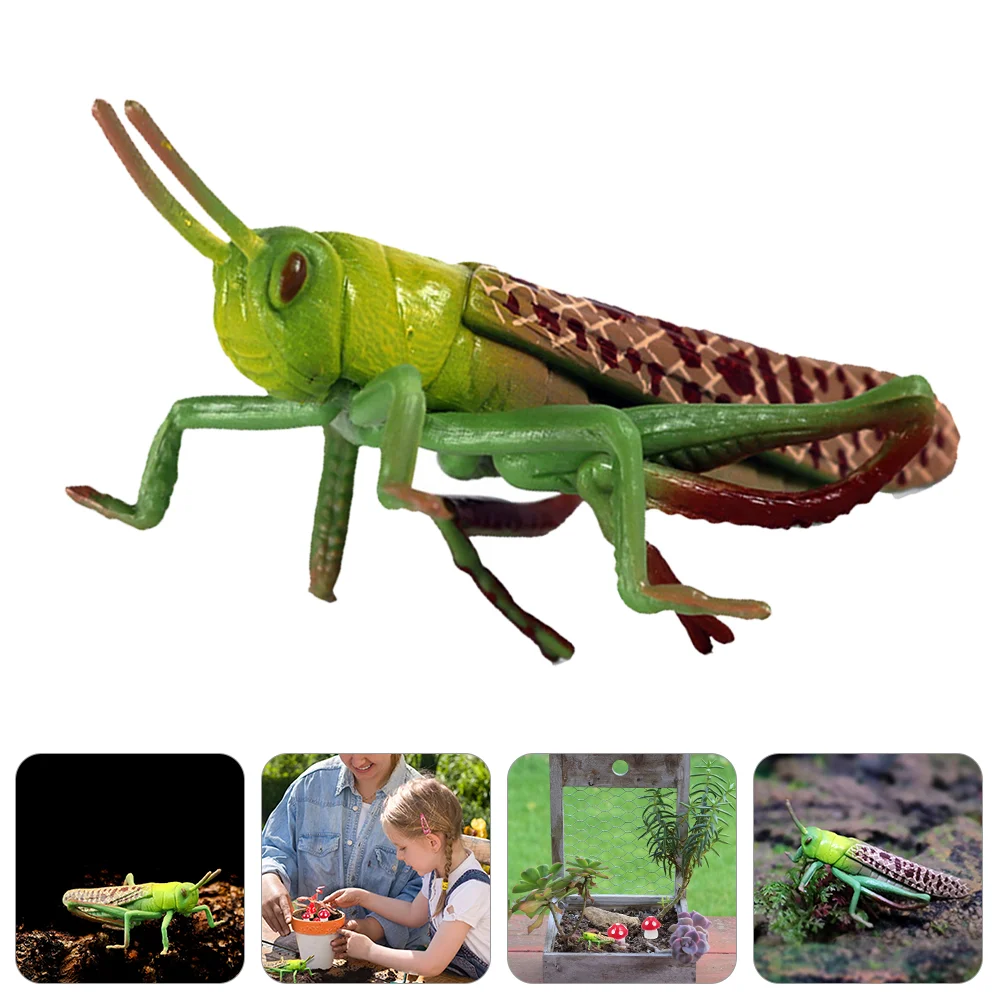 

Locust Animal Model Toddler Playset Outdoor Plastic Grasshopper Insect Toy Artificial Funny Lifelike Figurine Child Kids