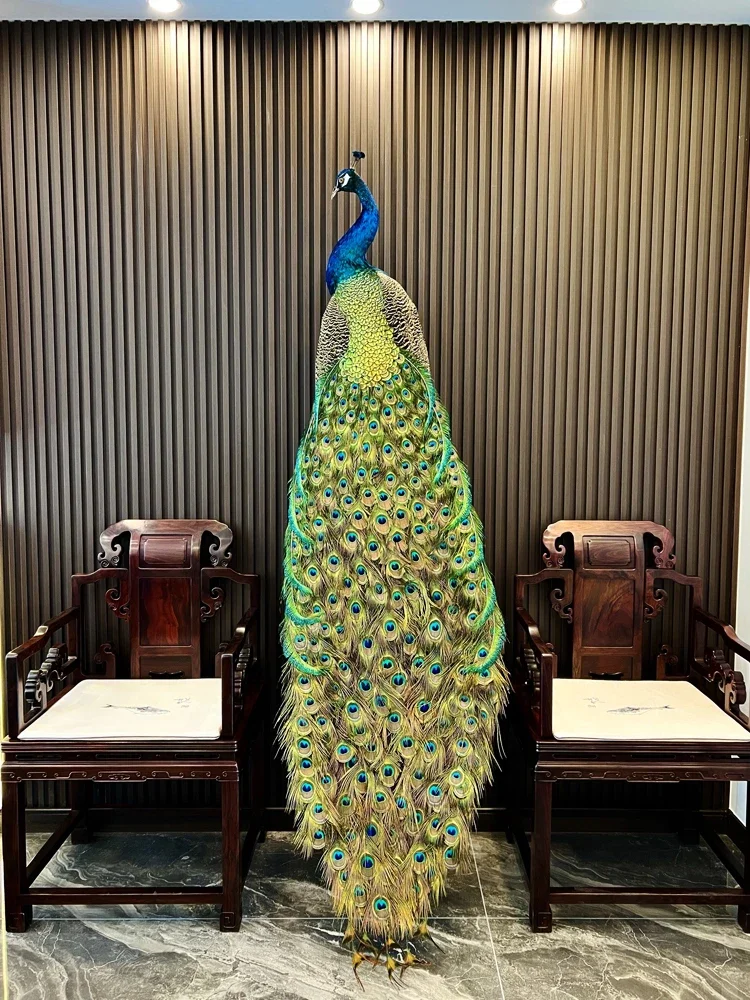 Образец синего и белого павлина полноценное перо