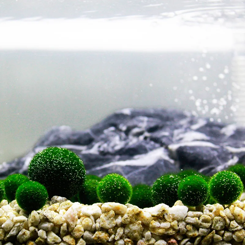 

7cm Live Moss Ball Aquarium Accessoires Algae Fish Tank Ornament Green Fish Tank Decor Foreground маримо водоросль живая