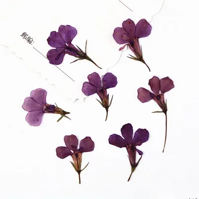 Прессованные лепестки роз NYAConfetti 24 шт.