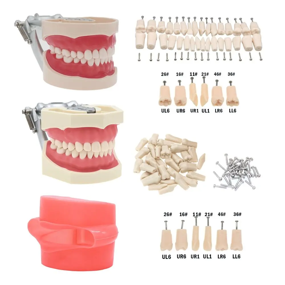 

Стоматологическая модель зубов с винтовыми зубцами, подходит для модели kilгор NISSIN 200/500