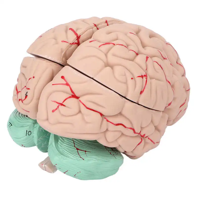 

Brain Anatomy Model PVC Brain Model for Hospital School