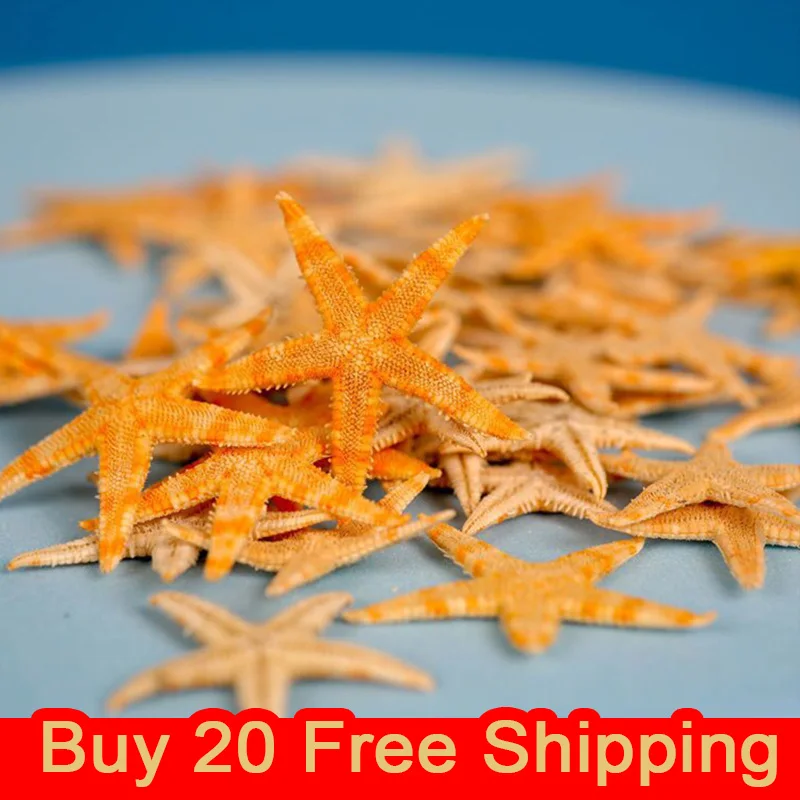 

(Buy 20 Free Shipping) Wholesale 100% Natural Dried Starfish Sea Star Beach Craft Wedding Party Home Aquarium Decoration