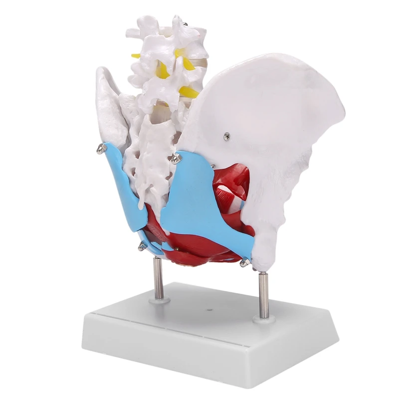 Female Pelvis With Pelvic Floor Muscle Model Pelvic Structure Bladder And Pelvic Floor Muscle Model Two Lumbar Vertebrae