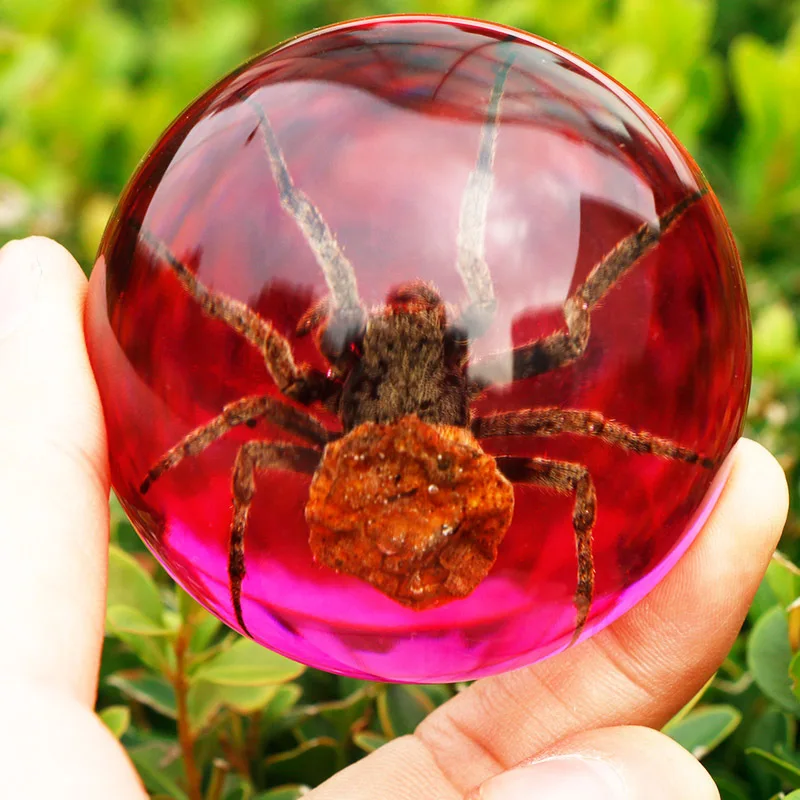 Желаю творческих настоящих образцов насекомых прозрачная смола полусферические