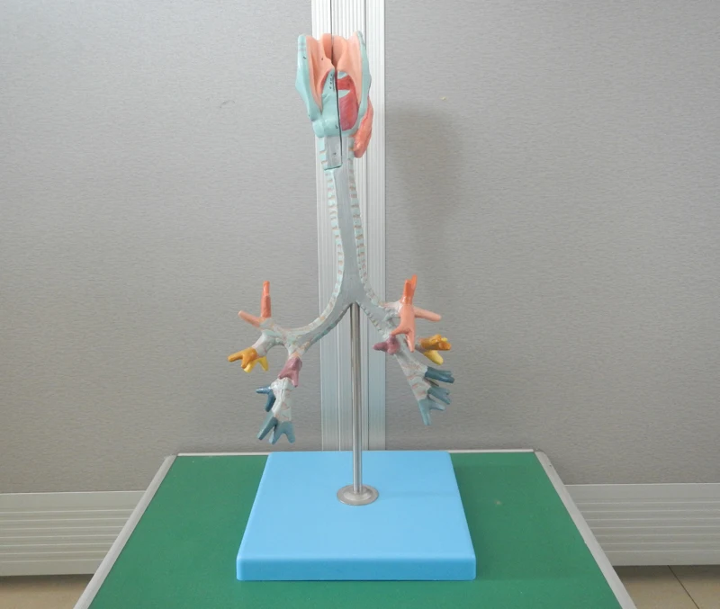 

Bronchial tree model，Tracheal model，Laryngeal and tracheal model