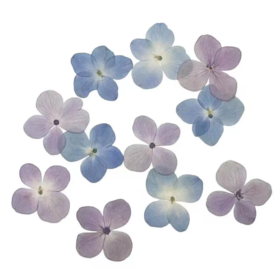 

120pcs Pressed Dried Natural Blue/Pink Hydrangea Macrophylla Flower Plants Herbarium For Jewelry Phone Case Bookmark Making