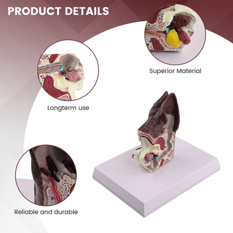 Собачье ухо модель анатомии животных ветеринарная наука вспомогательное