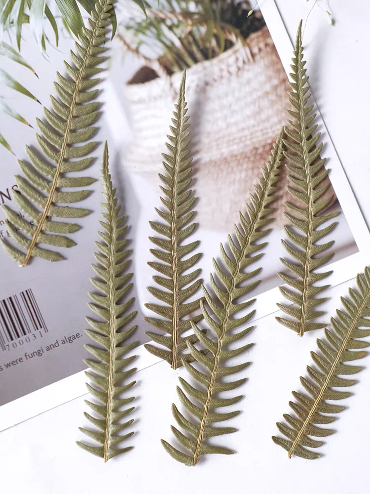 100 шт. семейный папоротник лист цветок гербарий фотооткрытка Закладка рамка