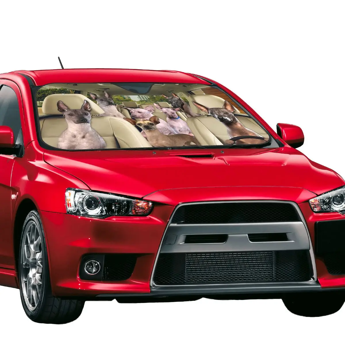 Рисунок 5 - Забавный солнцезащитный козырек для водителя собак