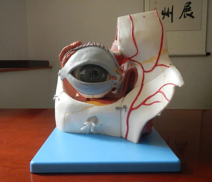 

Enlarged Model of Eyeball And Orbital Vascular Nerves