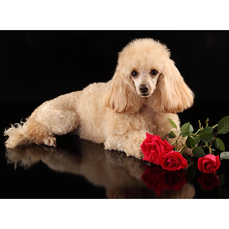 

Картина 3d «сделай сам» Стразы Вышивка алмазная живопись Пудель 5D Вышивка крестиком Мозаика картина украшение для дома комнаты