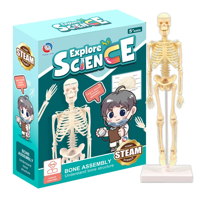 

Популярные научные имитации костей учебные пособия STEM обучение ручная сборка Обучающие игрушки имитация набор для манекена FPH