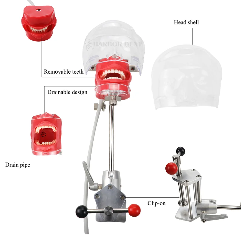 Стоматологическая фотоформа с 28 зубцами зажим настольного типа Фантом манекена