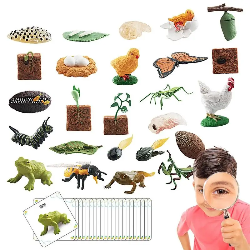 

Life Cycle Learning And Education Toys Animal Figures Montessori Toys 25 Pieces Animal Figurines Preschool Science Learning