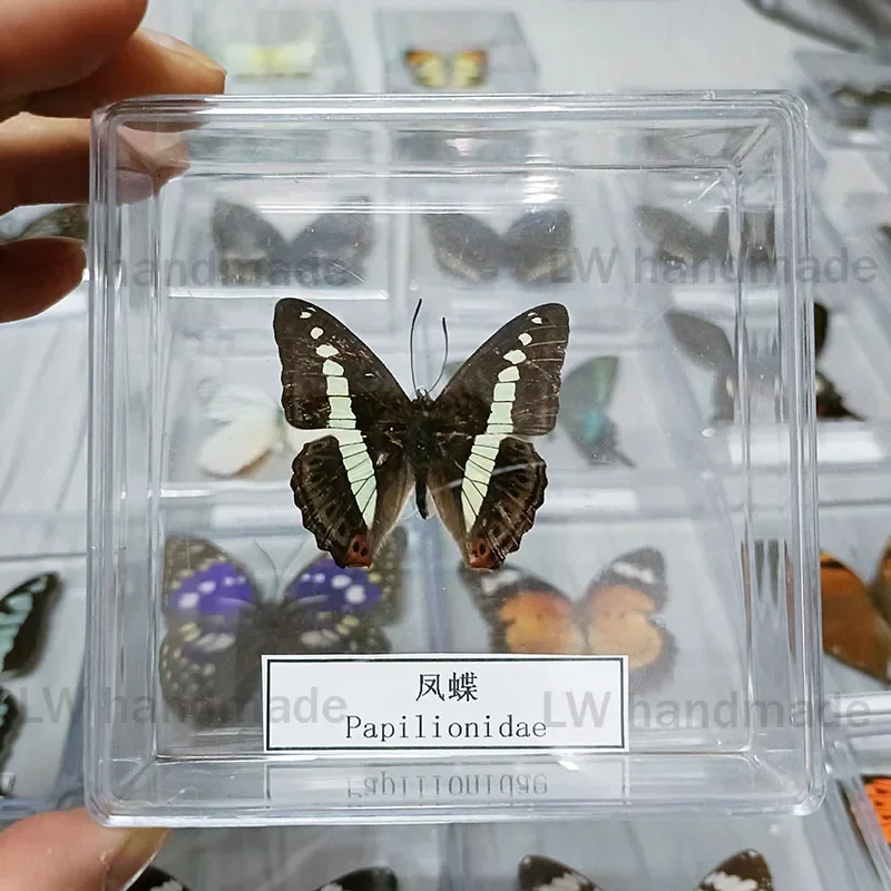 Настоящие образцы бабочек закрепленные в открытой акриловой прозрачной коробке