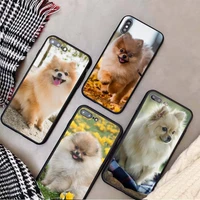 pomeranian cute dog phone case tempered glass for iphone 11 12 13 pro max mini 6 7 8 plus x xs xr