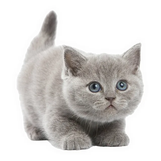

Beautiful Gray Breed cat car Sticker Bonding