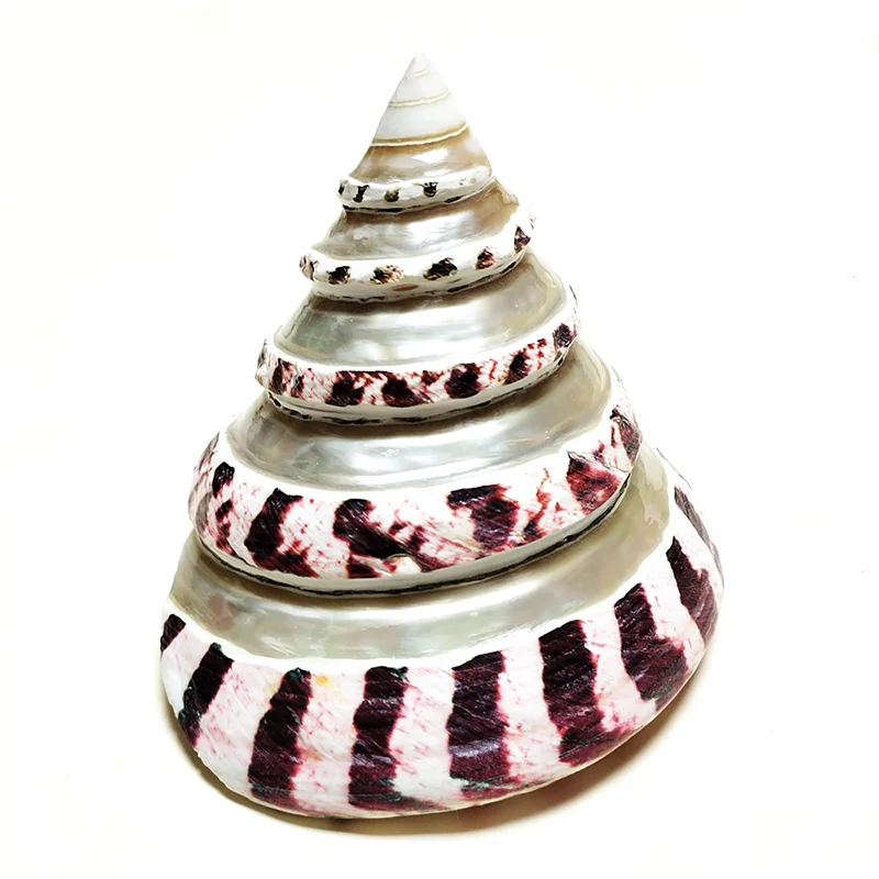 Ракушка с леопардовым принтом