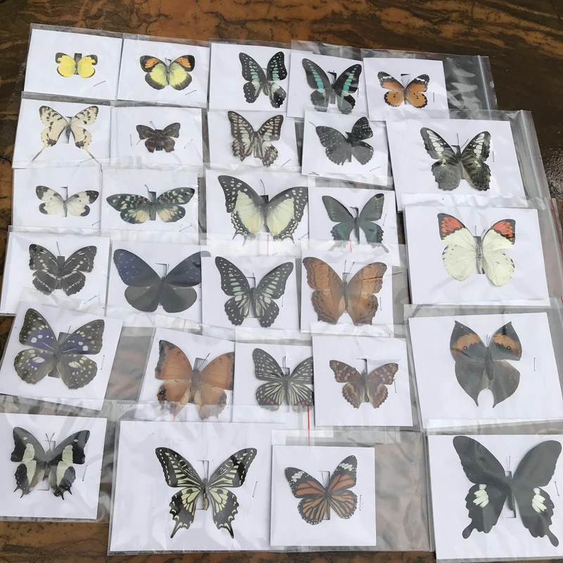 

10Pcs Real Natural Unmounted Butterfly Specimen Artwork Material Colorful Mixed Le Papillon Home Decoration DIY Random Delivery