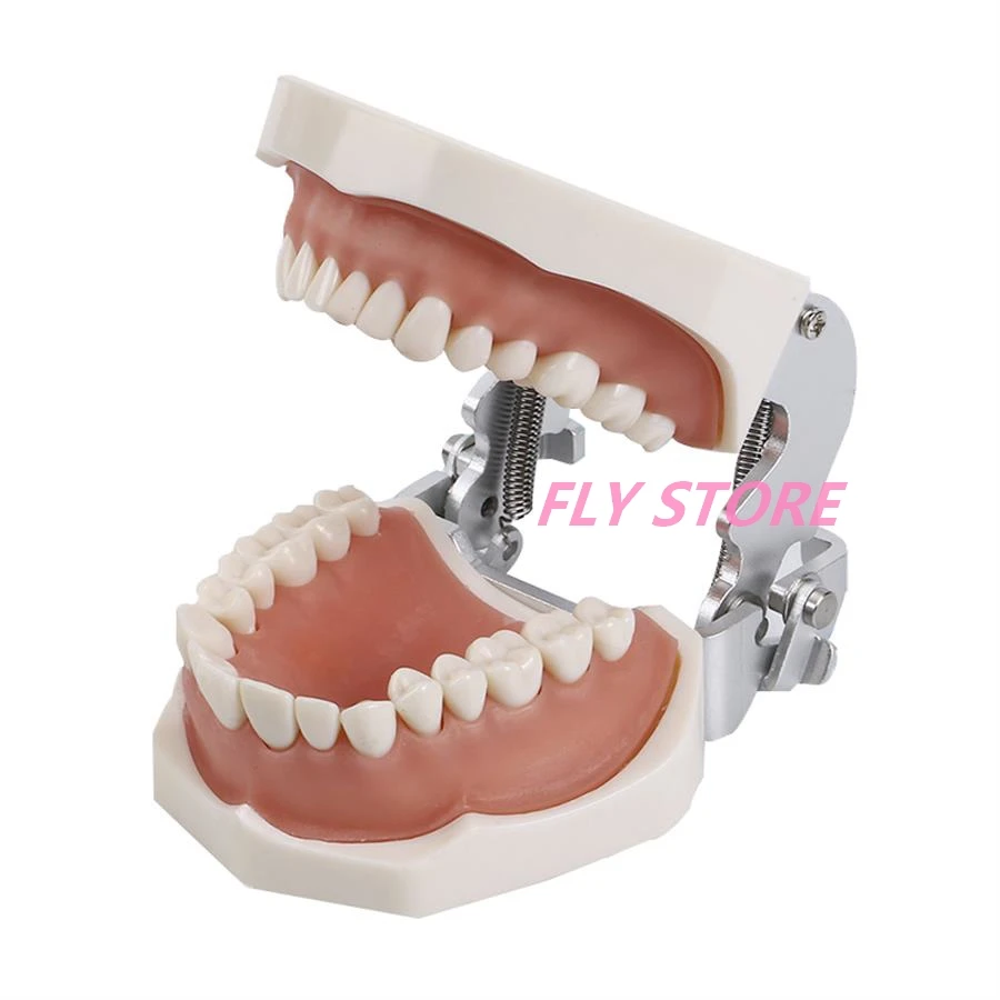 

Dental 28/32 Teeth model gum teeth Teaching Model Standard Dental Typodont Model Demonstration With Removable Tooth