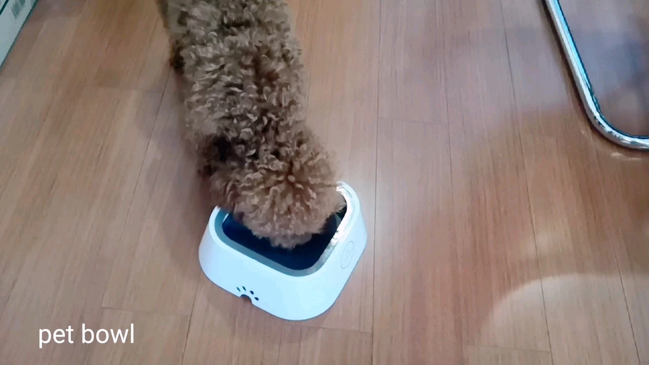 

Yangyangpet solid plastic pet bowls with water