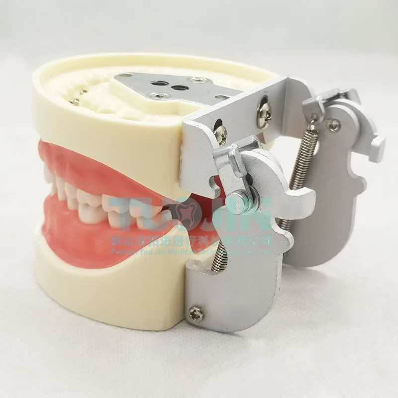 Зубная модель обучающая зубной резинки 32 шт. для обучения стоматологии