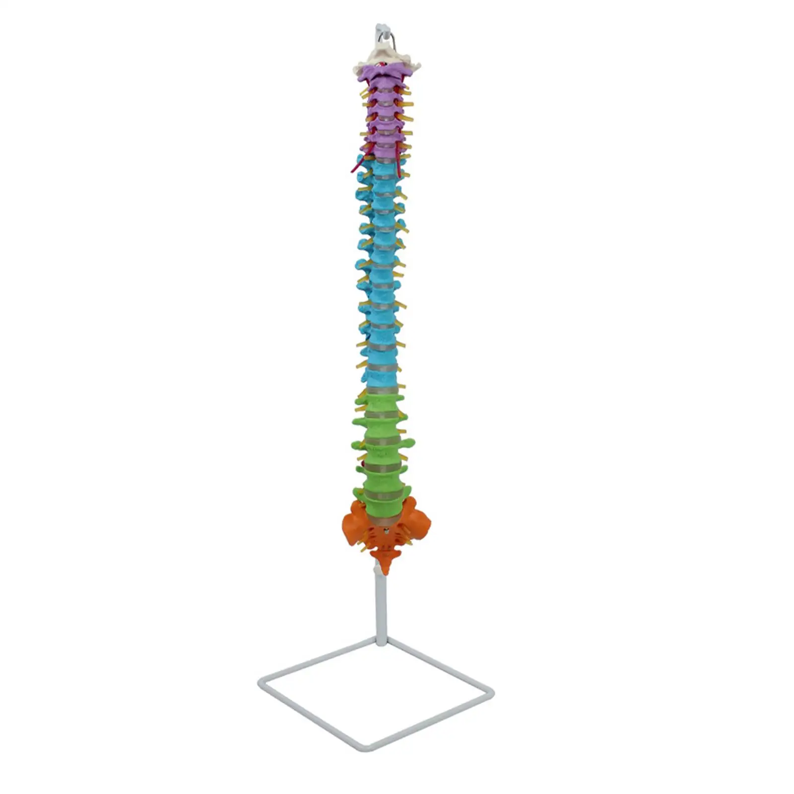

Life Size Human Spine Bone Skeleton Model Teaching Tool Vertebral Curve Model for Human Study