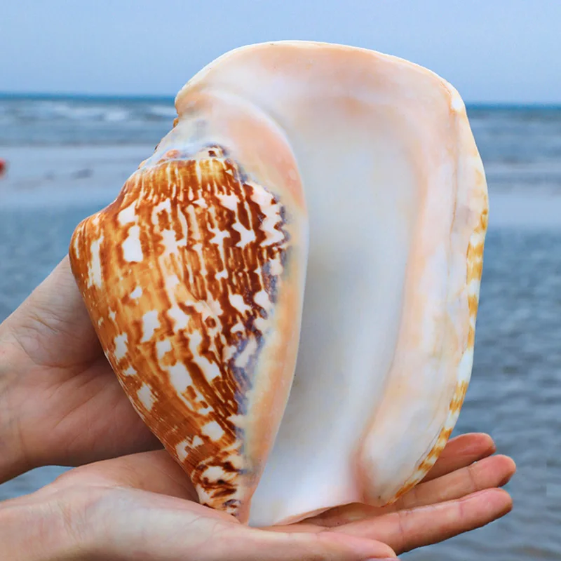 

Conch Sea Shells Furnishing Home Decor Marine Decoration Big Conch Natural Ornaments Shell Wedding Festival Party Beach Decor