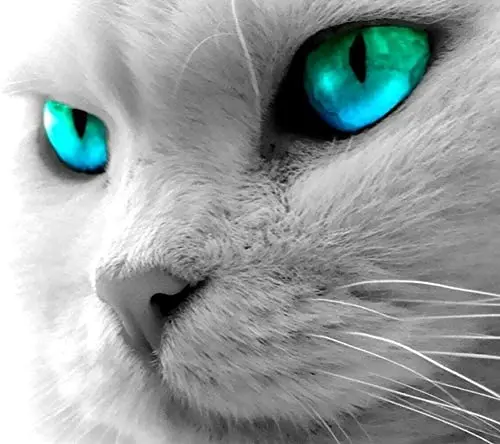 

Синий глаз кошачий знак/металлический знак вывеска настенное искусство