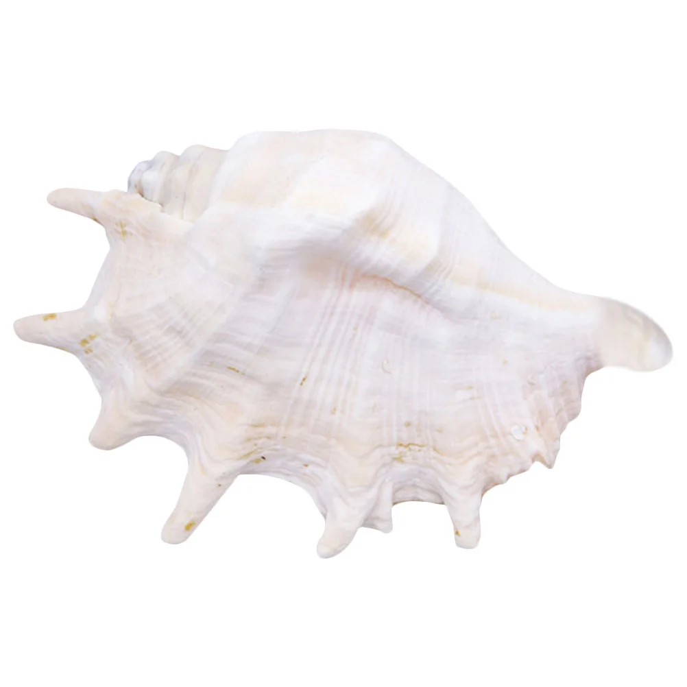 

Shell Conch Natural Decorationornament Tank Shells Sea Desktop Large Seashellfigurines Ocean Embellishment Spiral Aquarium