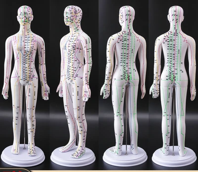 Китайская медицина, акупунктура, меридиан, точка человека, акупунктура, модель тела, акупунктурная игла, тренировочная цифровая, жесткая, белая, 60 см