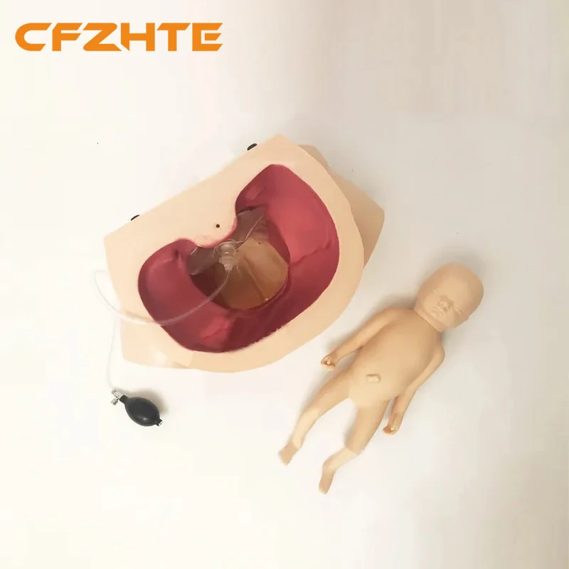 

CFZHTE Advanced Dystocia Teaching And Training Model