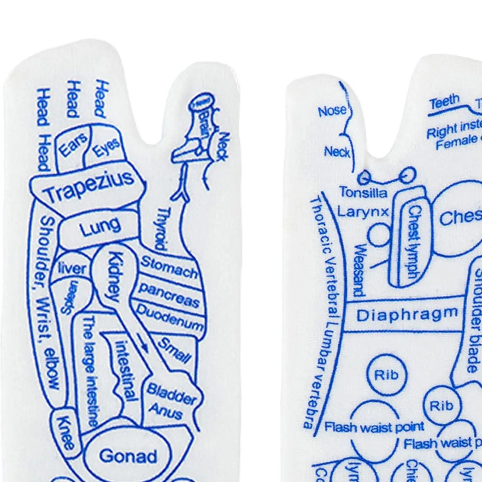 Рефлексотерапевтическая область отражения носков с точечной ручкой и