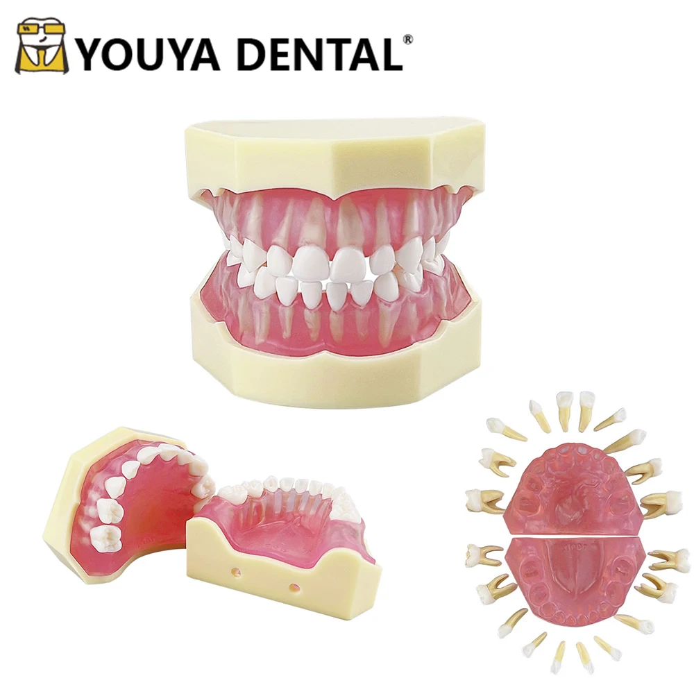 

Children's Deciduous Tooth Model Removable Practice Model For Dentist Student Teaching Training Studying Demonstration Tools