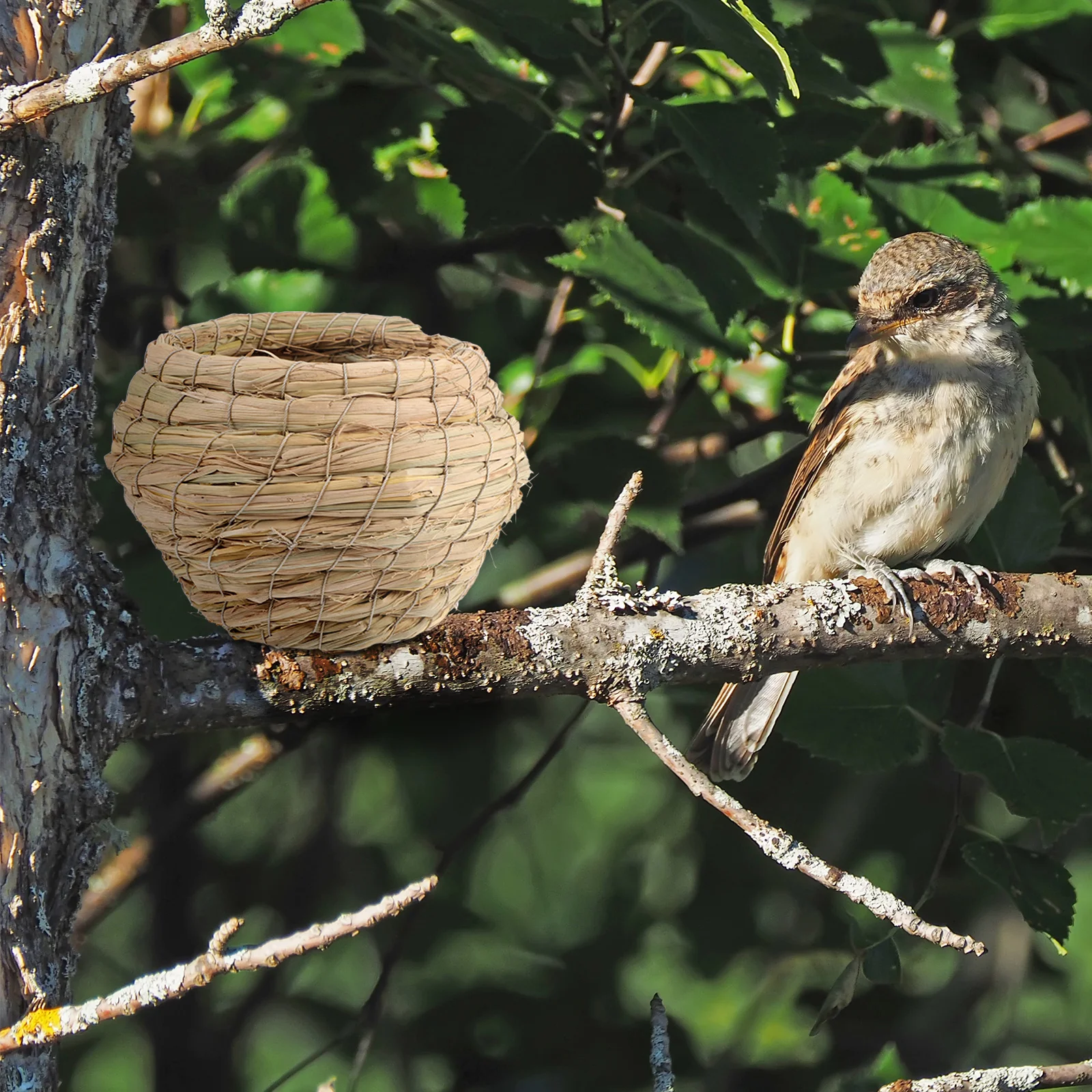 

6pcs Bird Nest Bird Feeding Hut Outdoor Bird Shelter Bird Rest Nest