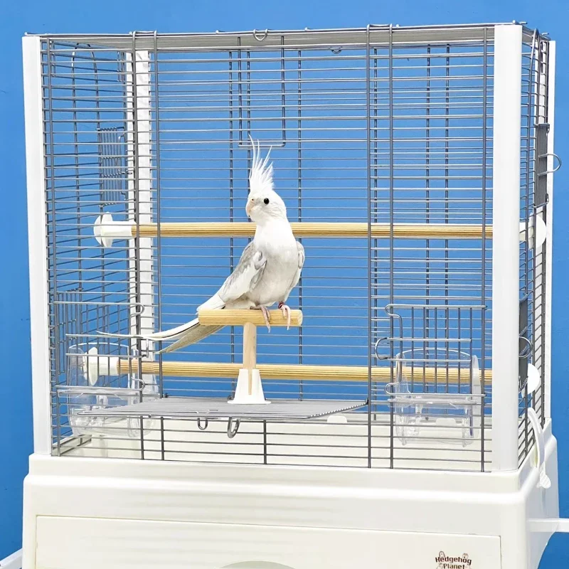 Попугай Paloma