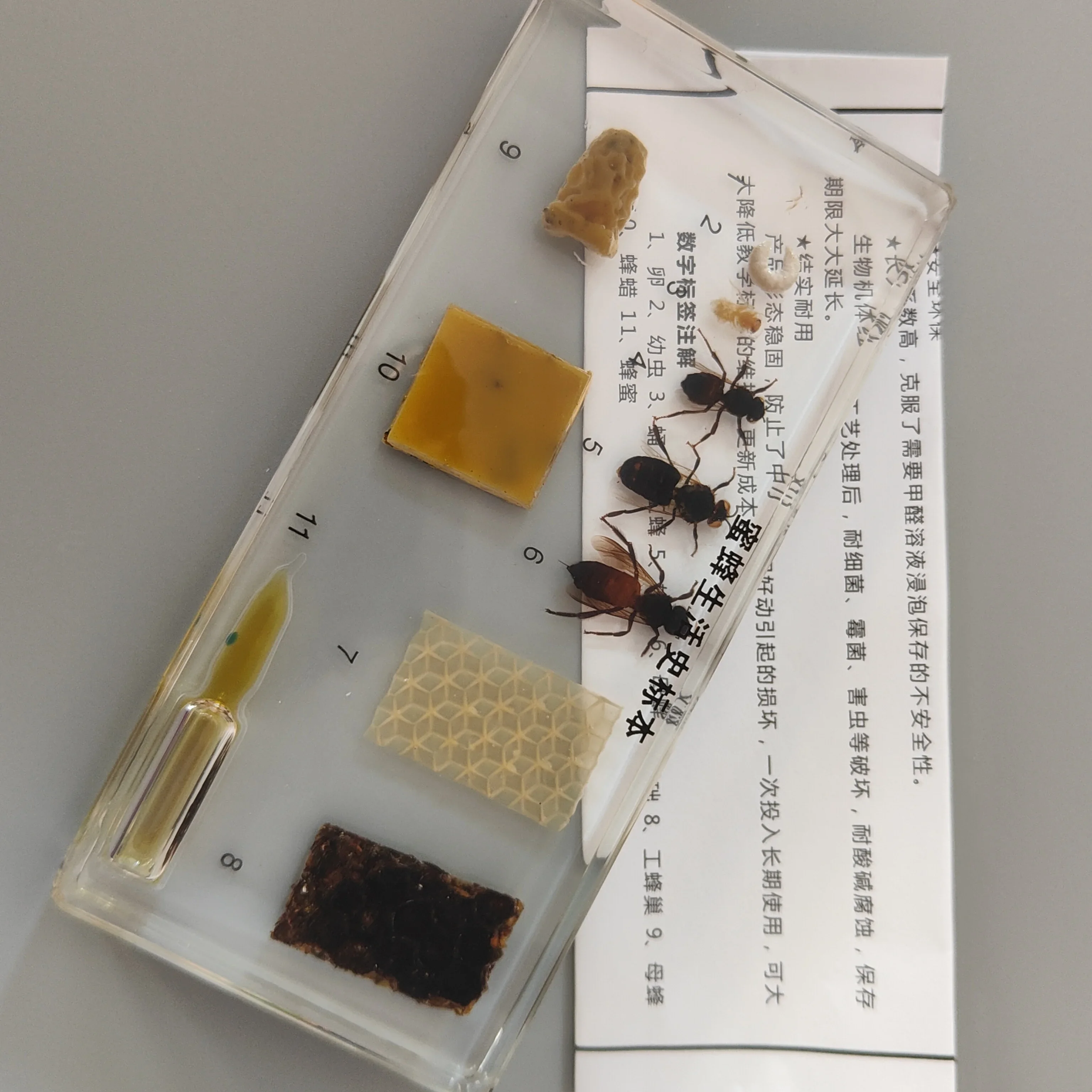 29 новых искусственных образцов смолы лопатка жук саранча краб пчела муравей паук