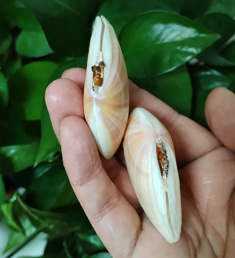 2 шт. полосатые ракушки Tellina Virgata натуральные розовые DIY живопись выпечка и пляжные