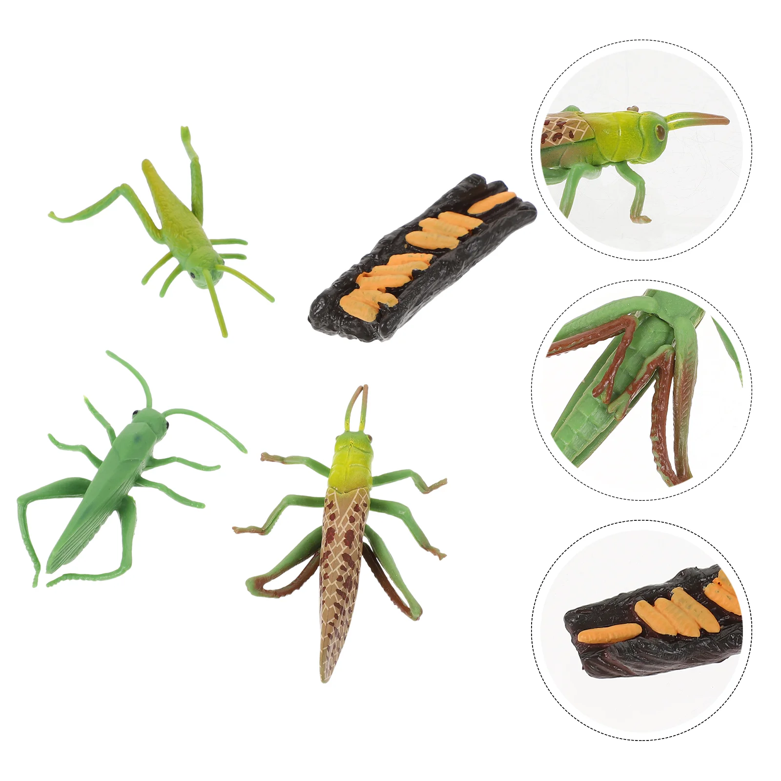 

Stag Beetle Growth Week Grasshopper Model Imitation Frog Decorations Little Critters Toys Funny Models Animal Prank