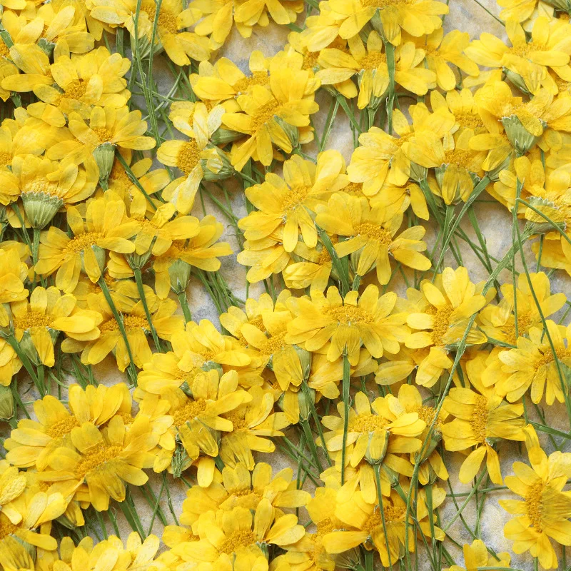 Женский гербарий для украшений открыток закладок в рамке