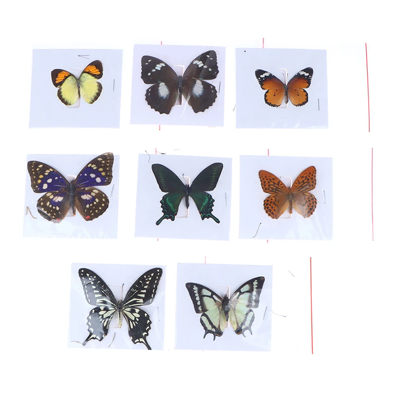 

1Pc Real Butterfly Specimens Rare And Exquisite Specimens For Home Decoration Display Collection In Teaching Special Gifts