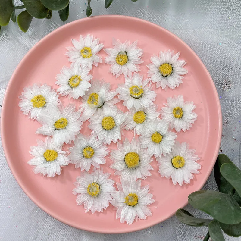 

120/500pcs Natral Real Pressed Dried Flower Rhodanthe Manglesii Resin Jewelry Phone Case Photo Frame Candle Face Decor Handmake