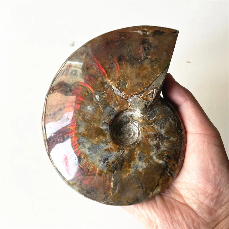 Ammonite  Natural Colorful Ammonite Ancient Marine Life  Stone Cephalopoda Specimen Collection Ornaments Decoration