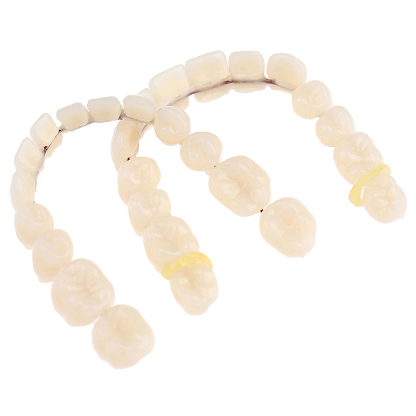 

Dental Teeth Teaching Model Resin Dentures Standard Study Teaching Dental Mode for Display Education Study