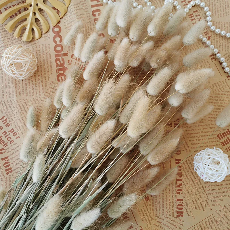 

60 Stems Natural Dried Flowers Dog Bouquet Rabbit Tail Grass Bunch Reed Pampas Grass For Diy Home Wedding Decor