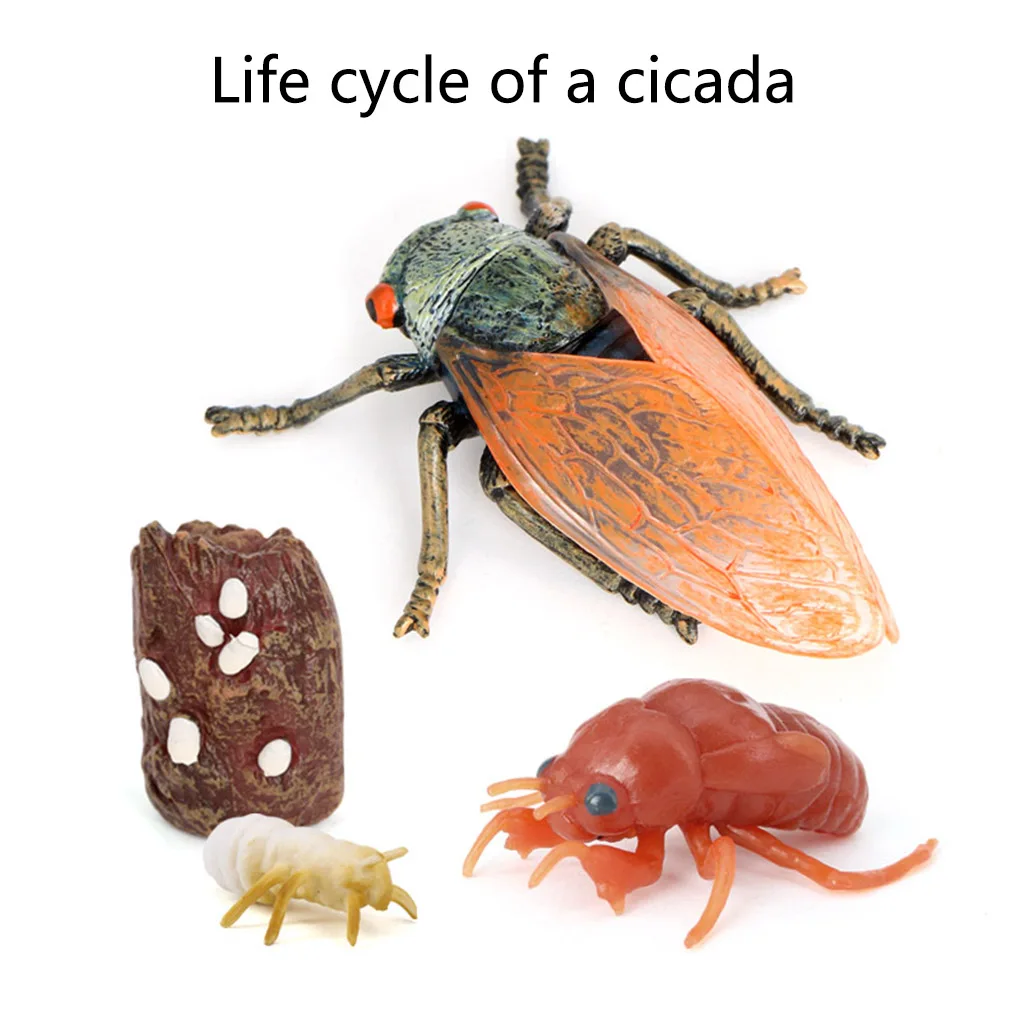 

1 Set Cicada Life Cycle Toy Delicate Growth Cycles Toys Simulation Model Kids Cicadas Models Plaything for Education Playing