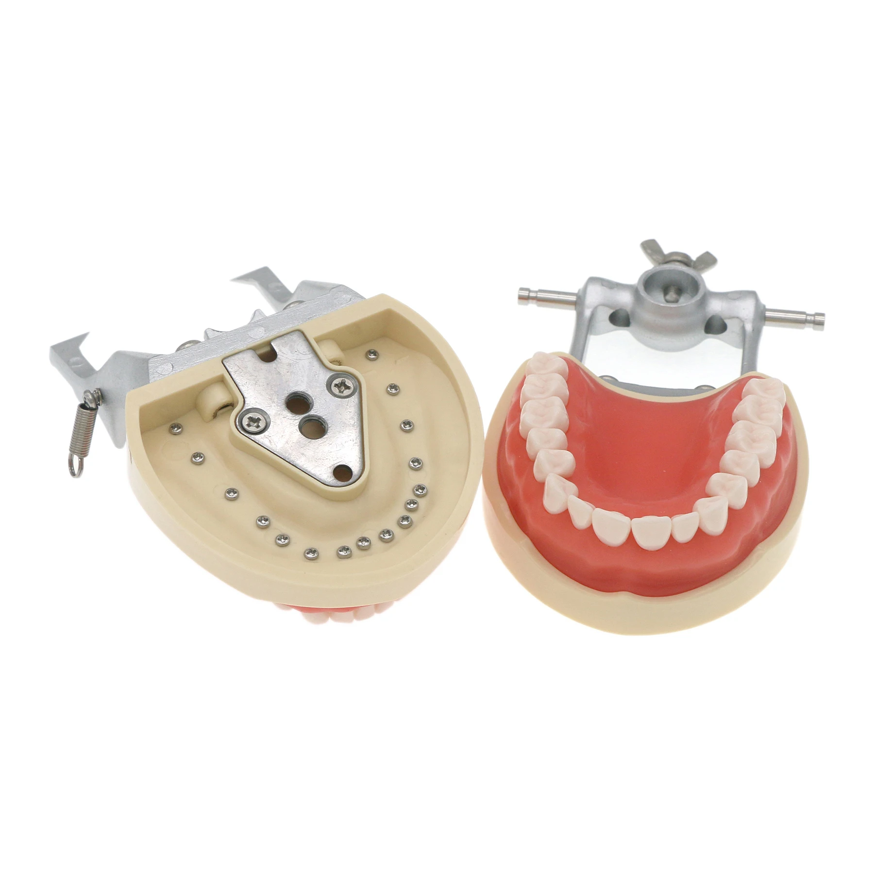 Стоматологическая модель зубов Typodont совместимая с Kilgore NISSIN 200 съемные