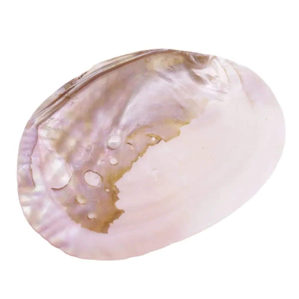 

Natural Mother of Pearl Shell Clam Display Tray 11cmX16.5cm Collection 6.5" 1 PCS